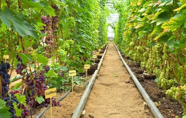 Villen viinitarhan rypäletasting - © Ville Salmi