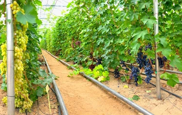 Villen viinitarhan rypäletasting - © Ville Salmi