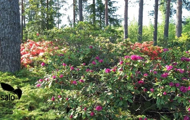 Kesäkuun rhodojen loistoa Ilolan Arboretumissa Salon Kiikalassa - © Sari Scimone