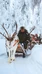 Reindeer Rides and Programs