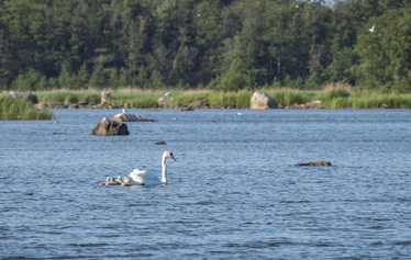 Koe tosi rento SUP-lautaretki Eurajoen Kuivalahdella