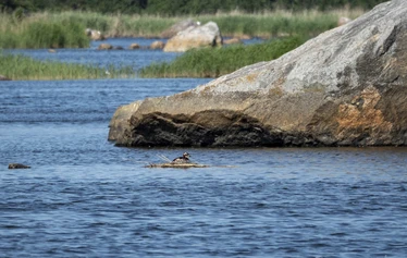 Koe tosi rento SUP-lautaretki Eurajoen Kuivalahdella