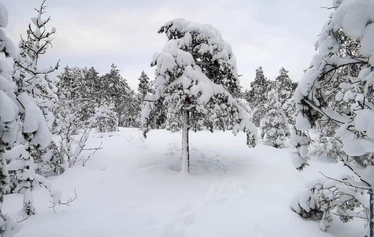 Sandrian villi luonto järjestää lumikenkäretkiä Eurajoella ja Raumalla