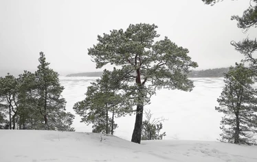 Sandrian villi luonto järjestää lumikenkäretkiä Eurajoella ja Raumalla