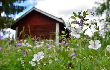Kotiseututalo Puistola, Aaltovirrantie 1 - Kotiseututalo Puistola ja Savukosken kotiseutumuseo edustaa jälleenrakennuskautta. Pitin alakerran tiloja, pihapiiriä ja saunaa vuokrataan päiväkäyttöön. 