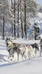 5km Huskysafari