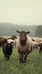 Seppälä Farm -Experiences for All Your Senses-
