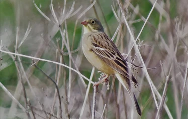 Skaftung Naturen arktikakurssi - Keväinen arktikakurssi tarjoaa monipuolista lajistoa.