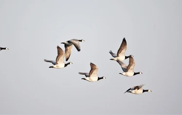 Skaftung Naturen arktikakurssi - Keväinen arktikakurssi tarjoaa monipuolista lajistoa.