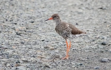 Islanti on merilintujen suosiossa