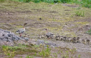 Islanti on merilintujen suosiossa