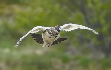 Islanti on merilintujen suosiossa