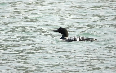 Islanti on merilintujen suosiossa