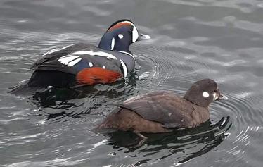 Islanti on merilintujen suosiossa