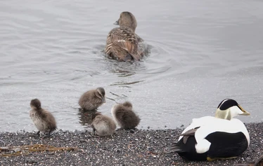 Islanti on merilintujen suosiossa