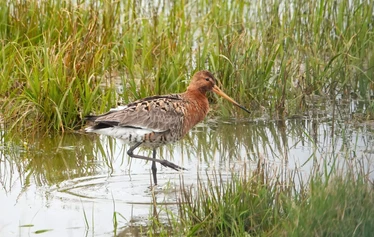 Islanti on merilintujen suosiossa