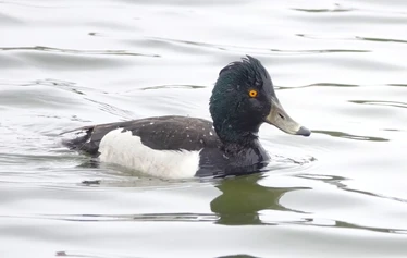 Islanti on merilintujen suosiossa