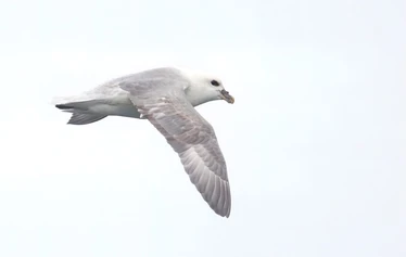 Islanti on merilintujen suosiossa