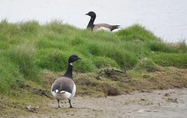 Islanti on merilintujen suosiossa