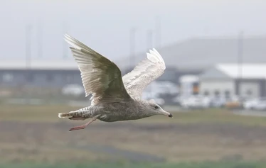 Islanti on merilintujen suosiossa