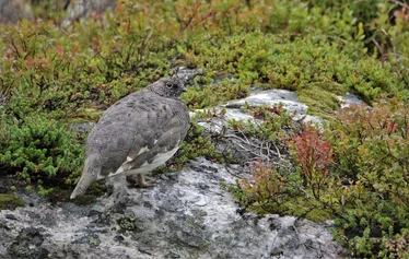 Varangin maisemat valloittavat