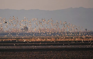 Skaftung Nature Ebro Delta