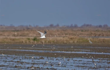 Skaftung Nature Ebro Delta