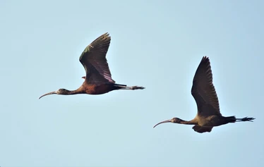 Skaftung Nature Ebro Delta