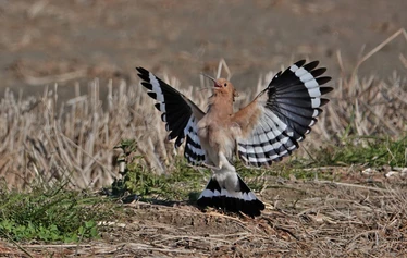 Skaftung Nature Ebro Delta