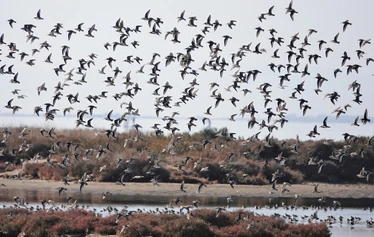 Skaftung Nature Ebro Delta