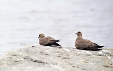 Skaftung Naturen arktikakurssi - Keväinen arktikakurssi tarjoaa monipuolista lajistoa.