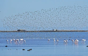 Skaftung Nature Ebro Delta