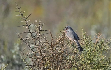 Skaftung Nature Espanjan talvessa