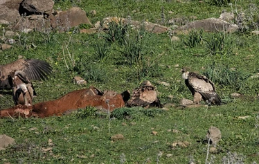 Skaftung Nature Espanjan talvessa