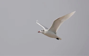 Skaftung Nature Espanjan talvessa