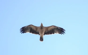 Sakftung Nature Portugalissa