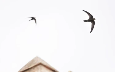 Skaftung Nature Espanjan keväässä