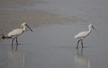 Skaftung Nature Espanjan keväässä