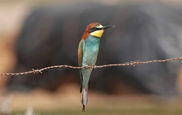 Skaftung Nature Espanjan keväässä