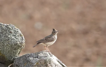 Skaftung Nature Espanjan keväässä