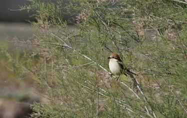 Skaftung Nature Espanjan keväässä