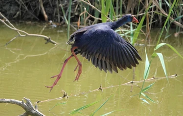Skaftung Nature Espanjan keväässä
