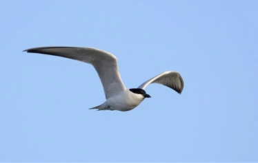 Skaftung Nature Espanjan keväässä