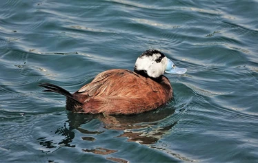 Skaftung Nature Espanjan keväässä