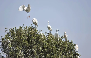 Skaftung Nature Espanjan keväässä