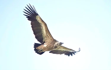 Skaftung Nature Espanjan keväässä