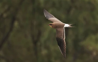 Skaftung Nature Espanjan keväässä