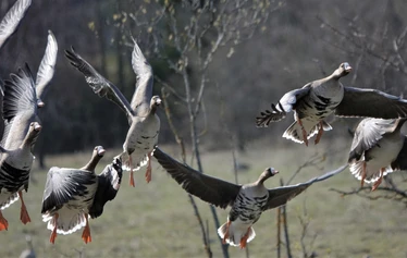 Viron keväässä on paljon lintuja