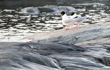 Skaftung Naturen arktikakurssi - Keväinen arktikakurssi tarjoaa monipuolista lajistoa.