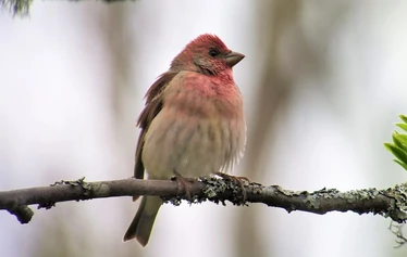 Skaftung Naturen arktikakurssi - Keväinen arktikakurssi tarjoaa monipuolista lajistoa.